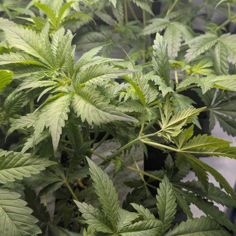3x Super Silver Haze - Ac Infiinty AI+ - Autopot - Biotabs - Dryferm Bags growlog timeline photo
