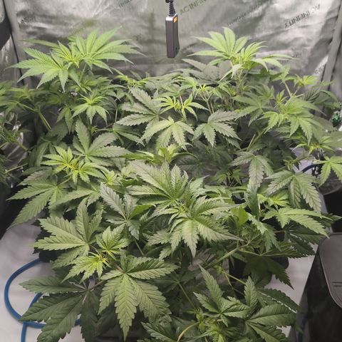 3x Super Silver Haze - Ac Infiinty AI+ - Autopot - Biotabs - Dryferm Bags growlog timeline photo