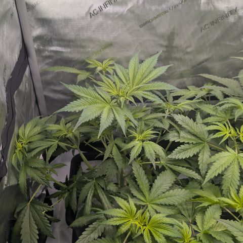 3x Super Silver Haze - Ac Infiinty AI+ - Autopot - Biotabs - Dryferm Bags growlog timeline photo