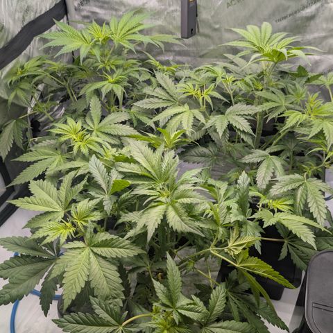3x Super Silver Haze - Ac Infiinty AI+ - Autopot - Biotabs - Dryferm Bags growlog timeline photo
