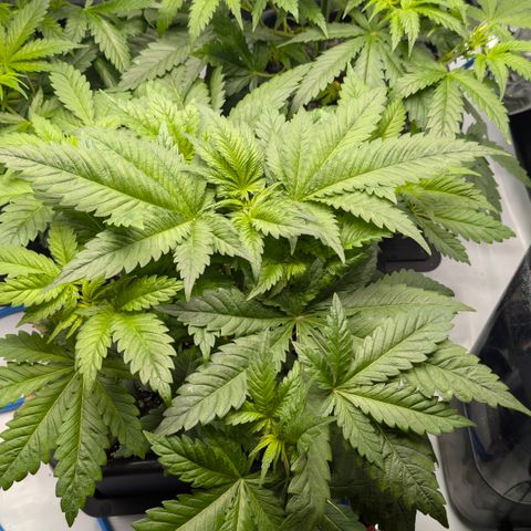 3x Super Silver Haze - Ac Infiinty AI+ - Autopot - Biotabs - Dryferm Bags growlog timeline photo