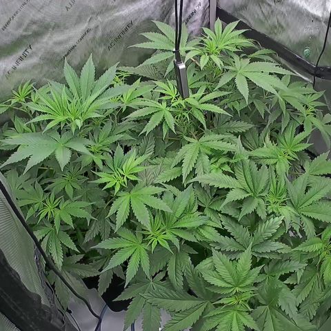 3x Super Silver Haze - Ac Infiinty AI+ - Autopot - Biotabs - Dryferm Bags growlog timeline photo