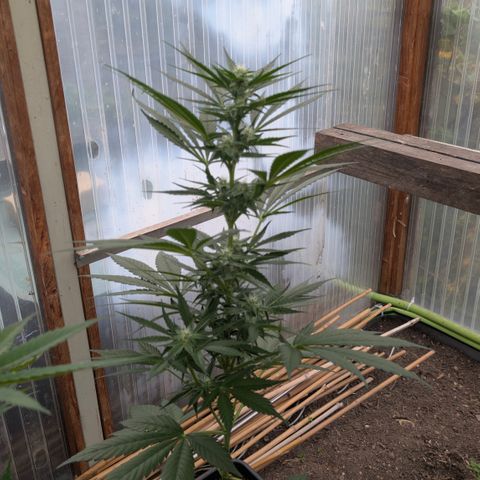 Hyperion F1 growlog timeline photo