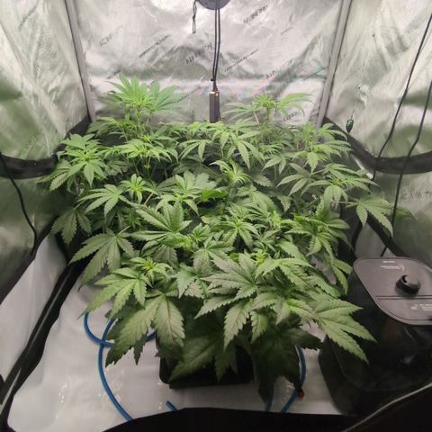 3x Super Silver Haze - Ac Infiinty AI+ - Autopot - Biotabs - Dryferm Bags growlog timeline photo