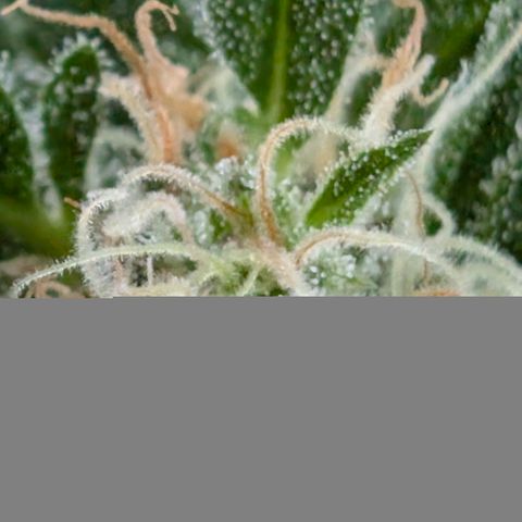 Super Lemon Haze growlog timeline photo