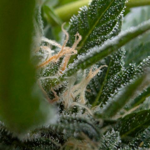 Super Lemon Haze growlog timeline photo