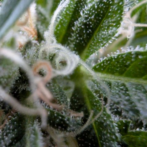 Super Lemon Haze growlog timeline photo