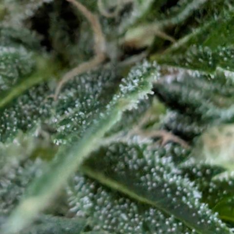 Super Lemon Haze growlog timeline photo