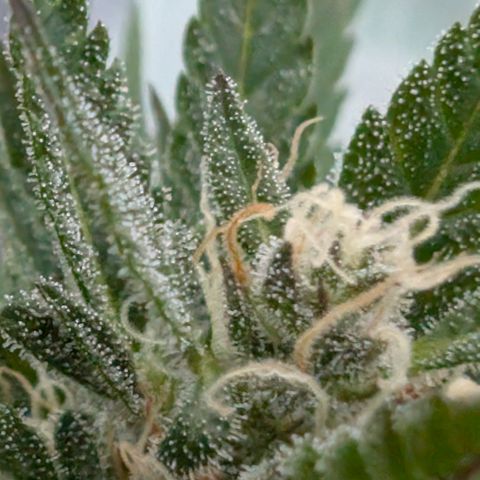 Super Lemon Haze growlog timeline photo