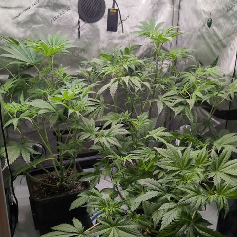 3x Super Silver Haze - Ac Infiinty AI+ - Autopot - Biotabs - Dryferm Bags growlog timeline photo