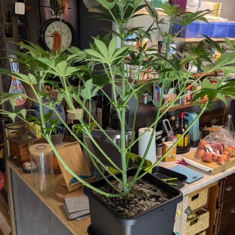 3x Super Silver Haze - Ac Infiinty AI+ - Autopot - Biotabs - Dryferm Bags growlog timeline photo