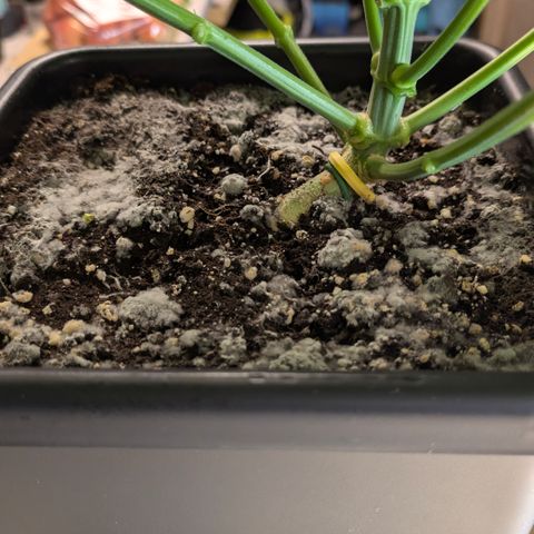 3x Super Silver Haze - Ac Infiinty AI+ - Autopot - Biotabs - Dryferm Bags growlog timeline photo