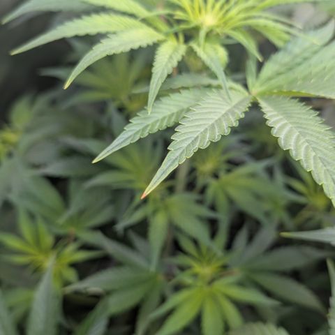 3x Super Silver Haze - Ac Infiinty AI+ - Autopot - Biotabs - Dryferm Bags growlog timeline photo