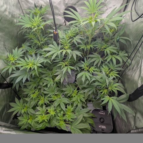 3x Super Silver Haze - Ac Infiinty AI+ - Autopot - Biotabs - Dryferm Bags growlog timeline photo