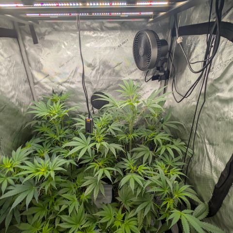 3x Super Silver Haze - Ac Infiinty AI+ - Autopot - Biotabs - Dryferm Bags growlog timeline photo