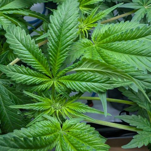 3x Super Silver Haze - Ac Infiinty AI+ - Autopot - Biotabs - Dryferm Bags growlog timeline photo