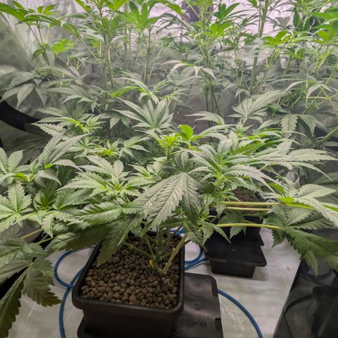 3x Super Silver Haze - Ac Infiinty AI+ - Autopot - Biotabs - Dryferm Bags growlog timeline photo