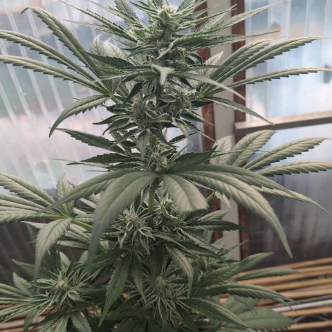 Hyperion F1 growlog timeline photo