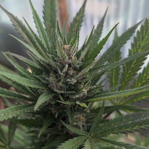 Super Lemon Haze growlog timeline photo