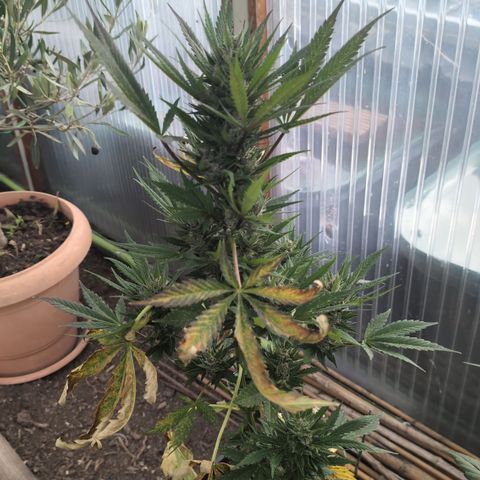 Super Lemon Haze growlog timeline photo