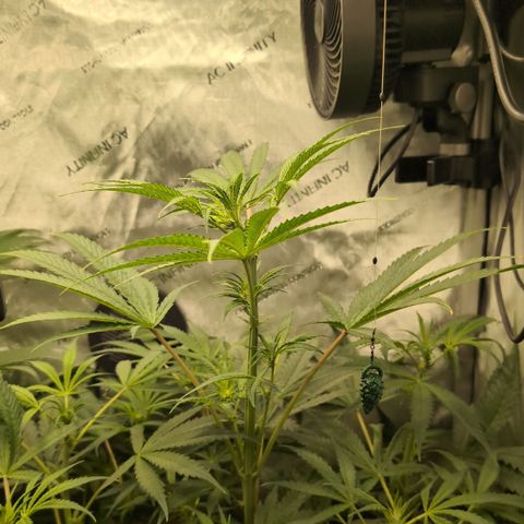 3x Super Silver Haze - Ac Infiinty AI+ - Autopot - Biotabs - Dryferm Bags growlog timeline photo