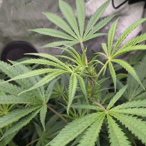 3x Super Silver Haze - Ac Infiinty AI+ - Autopot - Biotabs - Dryferm Bags growlog timeline photo