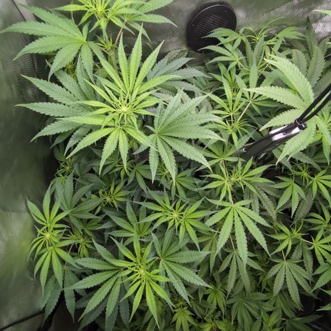 3x Super Silver Haze - Ac Infiinty AI+ - Autopot - Biotabs - Dryferm Bags growlog timeline photo