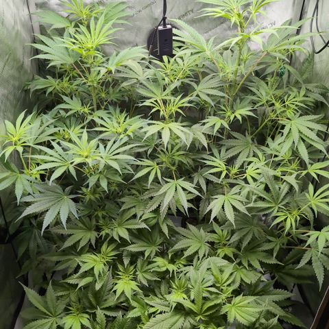3x Super Silver Haze - Ac Infiinty AI+ - Autopot - Biotabs - Dryferm Bags growlog timeline photo