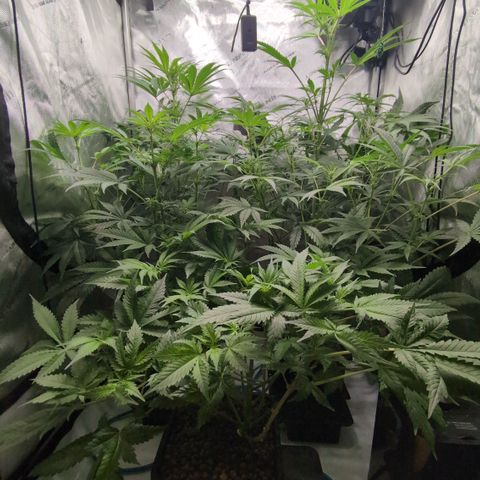 3x Super Silver Haze - Ac Infiinty AI+ - Autopot - Biotabs - Dryferm Bags growlog timeline photo