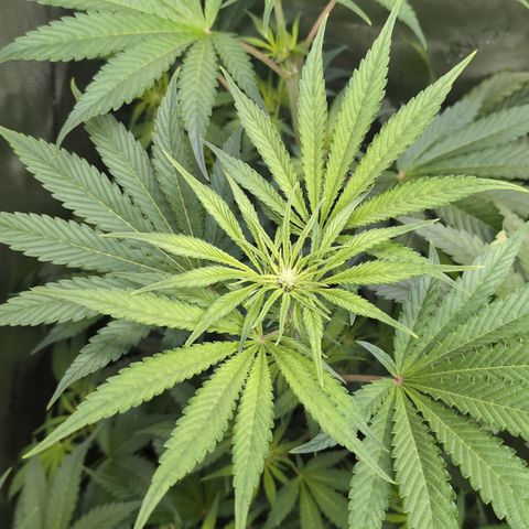 3x Super Silver Haze - Ac Infiinty AI+ - Autopot - Biotabs - Dryferm Bags growlog timeline photo