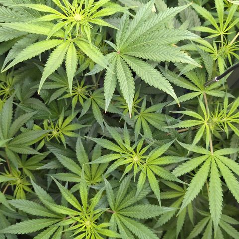 3x Super Silver Haze - Ac Infiinty AI+ - Autopot - Biotabs - Dryferm Bags growlog timeline photo