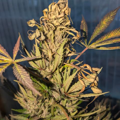 Hyperion F1 growlog timeline photo