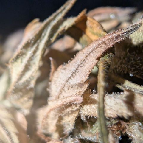 Hyperion F1 growlog timeline photo