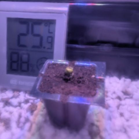 Hindu Kush - VGrow - Advanced Nutrients  growlog timeline photo