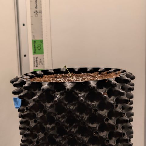 Hindu Kush - VGrow - Advanced Nutrients  growlog timeline photo