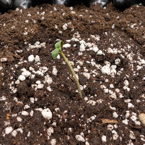 Hindu Kush - VGrow - Advanced Nutrients  growlog timeline photo