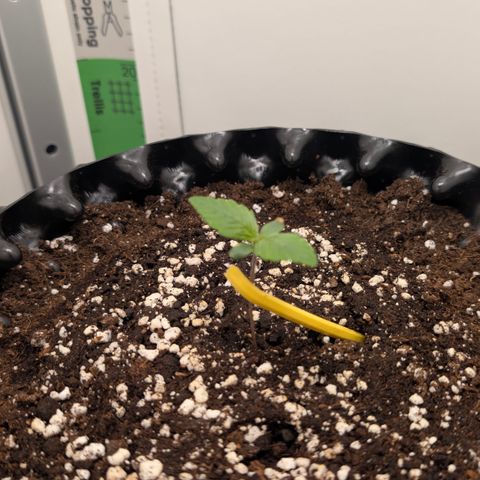 Hindu Kush - VGrow - Advanced Nutrients  growlog timeline photo