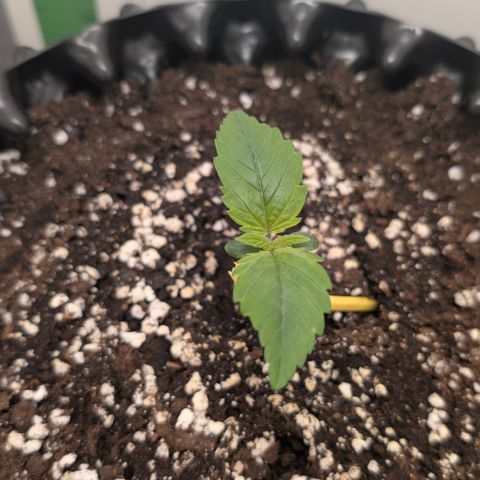 Hindu Kush - VGrow - Advanced Nutrients  growlog timeline photo