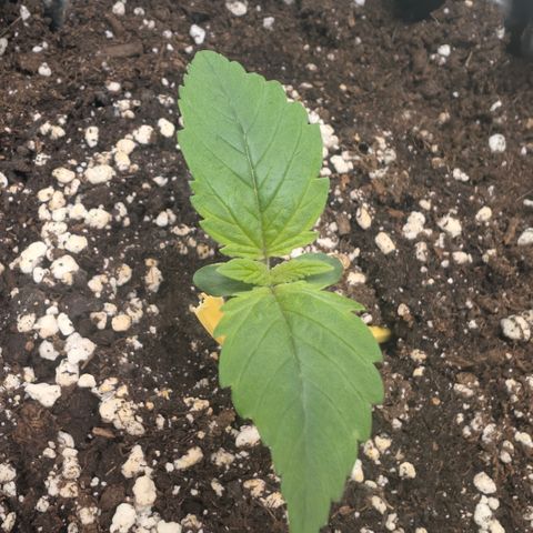 Hindu Kush - VGrow - Advanced Nutrients  growlog timeline photo