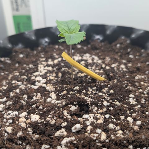 Hindu Kush - VGrow - Advanced Nutrients  growlog timeline photo
