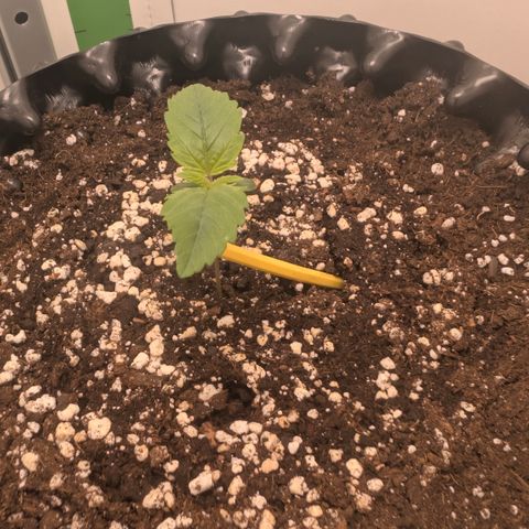Hindu Kush - VGrow - Advanced Nutrients  growlog timeline photo