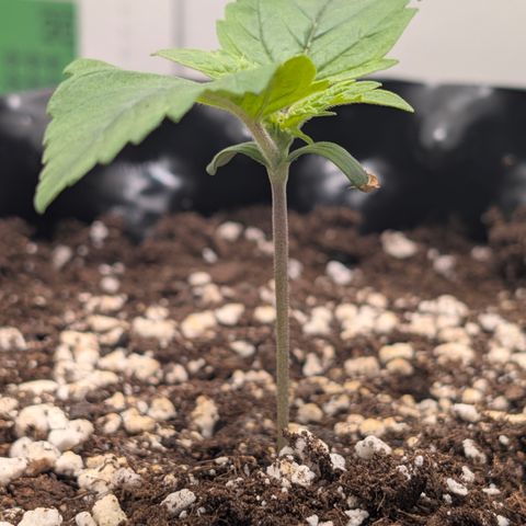 Hindu Kush - VGrow - Advanced Nutrients  growlog timeline photo