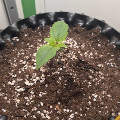 Hindu Kush - VGrow - Advanced Nutrients  growlog timeline photo