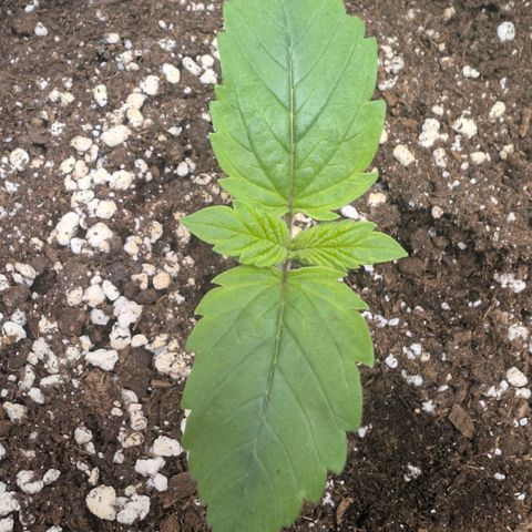 Hindu Kush - VGrow - Advanced Nutrients  growlog timeline photo
