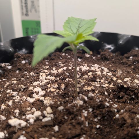 Hindu Kush - VGrow - Advanced Nutrients  growlog timeline photo