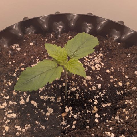 Hindu Kush - VGrow - Advanced Nutrients  growlog timeline photo