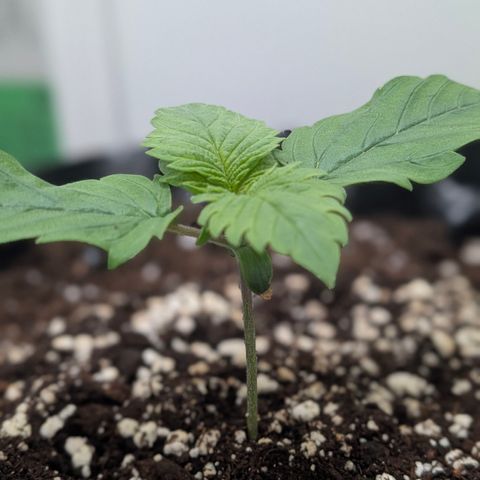 Hindu Kush - VGrow - Advanced Nutrients  growlog timeline photo