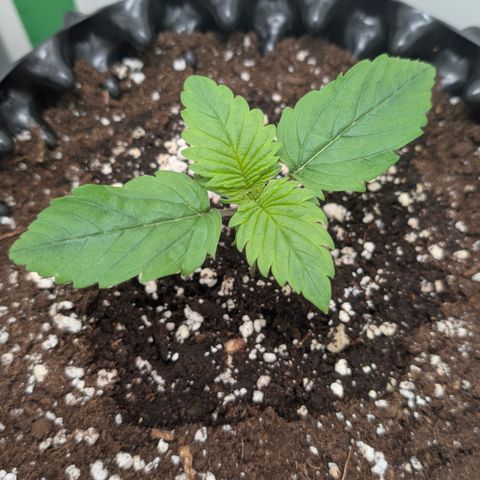Hindu Kush - VGrow - Advanced Nutrients  growlog timeline photo