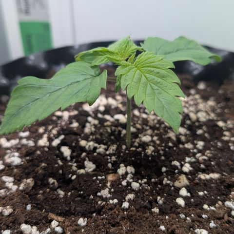 Hindu Kush - VGrow - Advanced Nutrients  growlog timeline photo