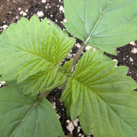 Hindu Kush - VGrow - Advanced Nutrients  growlog timeline photo
